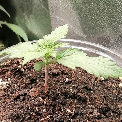 Sagata growlog timeline photo
