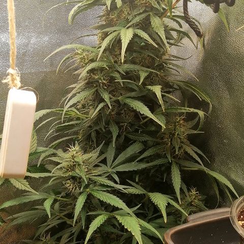 Ute growlog timeline photo