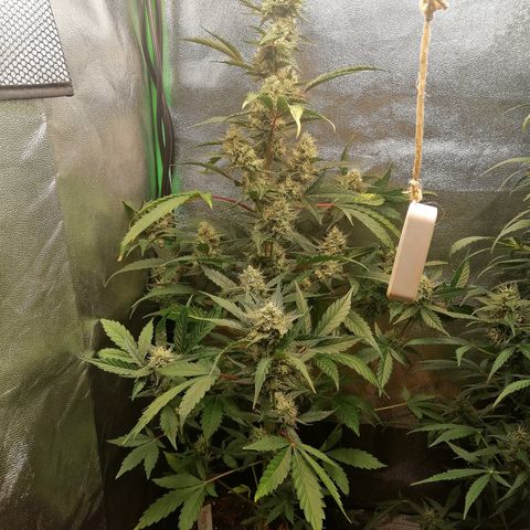 Anna growlog timeline photo