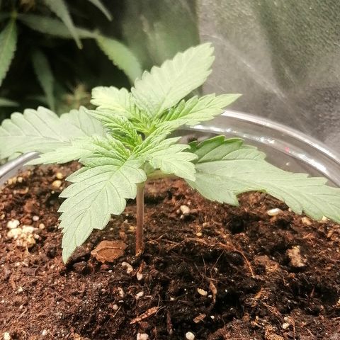 Sagata growlog timeline photo
