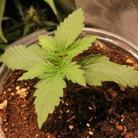 Sagata growlog timeline photo