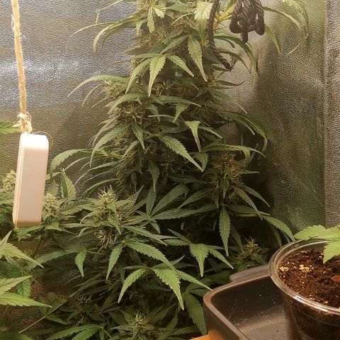 Ute growlog timeline photo
