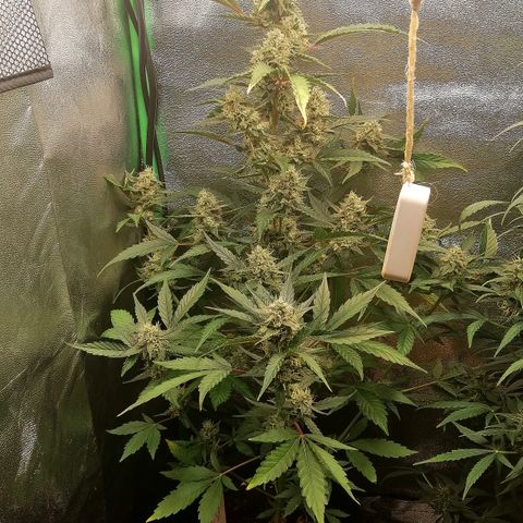 Anna growlog timeline photo