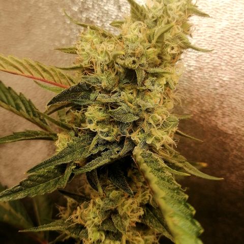 Anna growlog timeline photo