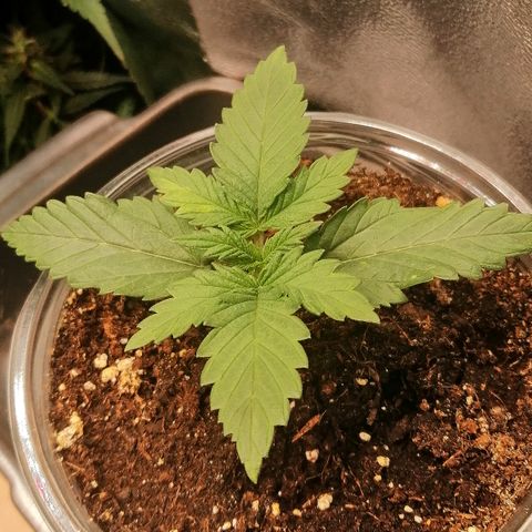 Sagata growlog timeline photo