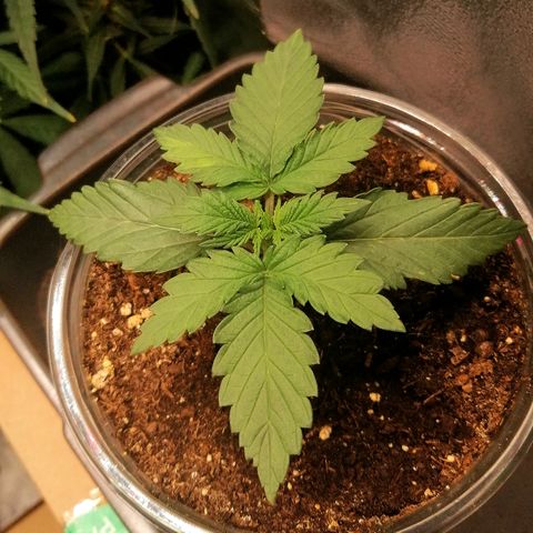Sagata growlog timeline photo