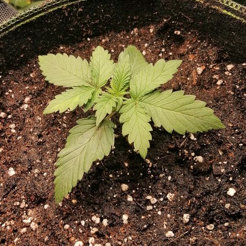 Sagata growlog timeline photo