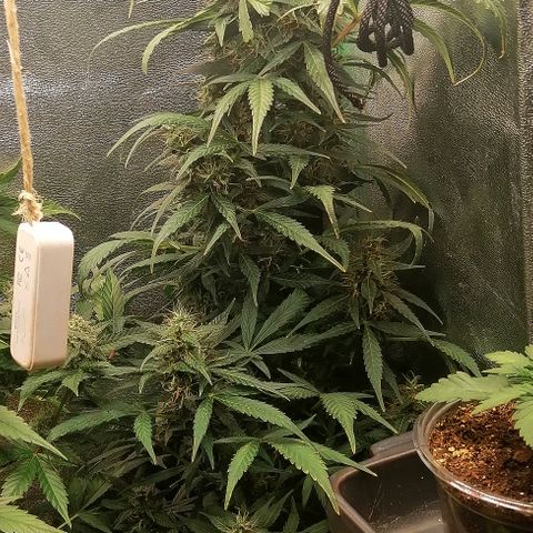 Ute growlog timeline photo