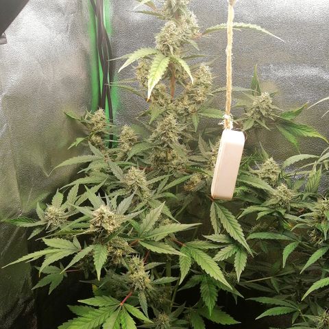 Anna growlog timeline photo