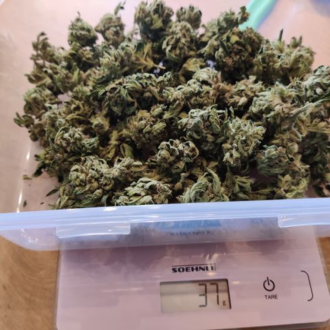 Ida growlog timeline photo