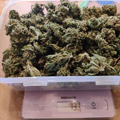 Julia growlog timeline photo