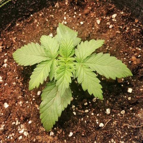 Sagata growlog timeline photo