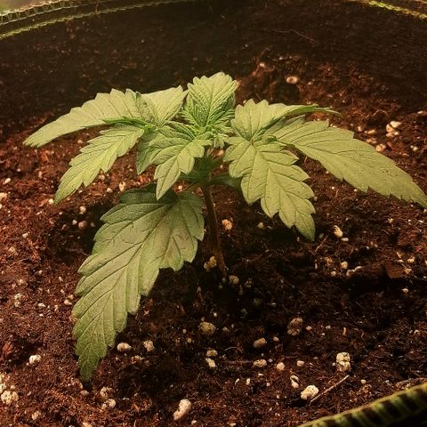 Sagata growlog timeline photo