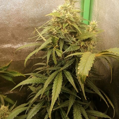 Ute growlog timeline photo