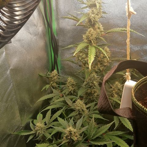 Anna growlog timeline photo