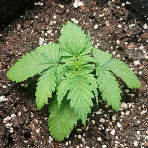 Sagata growlog timeline photo