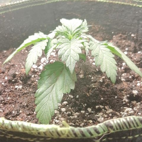 Sagata growlog timeline photo