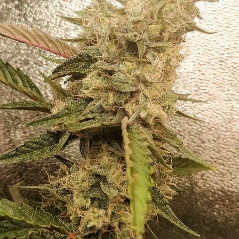 Anna growlog timeline photo