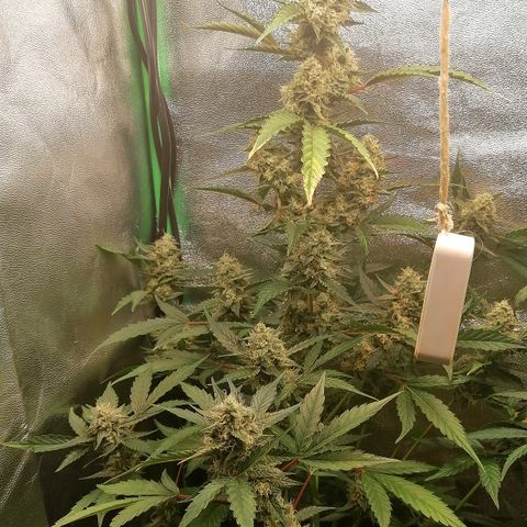 Anna growlog timeline photo