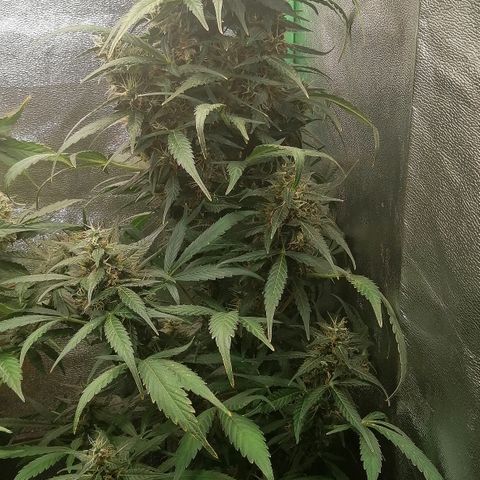 Ute growlog timeline photo