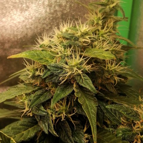 Ute growlog timeline photo