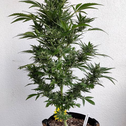Waltraud growlog timeline photo