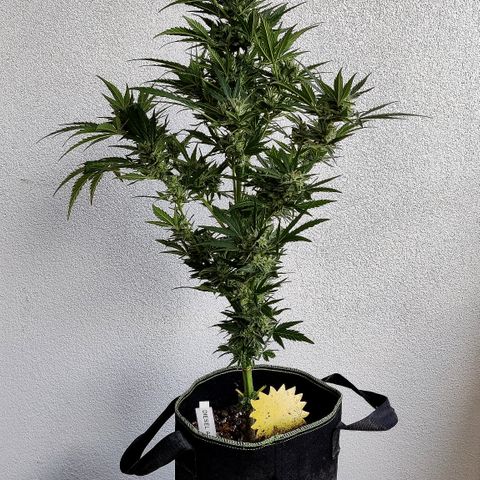 Jule growlog timeline photo