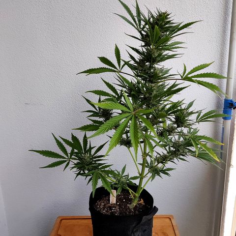 Anna growlog timeline photo