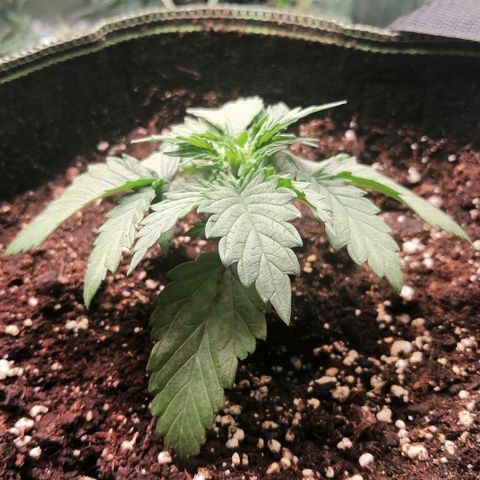 Sagata growlog timeline photo