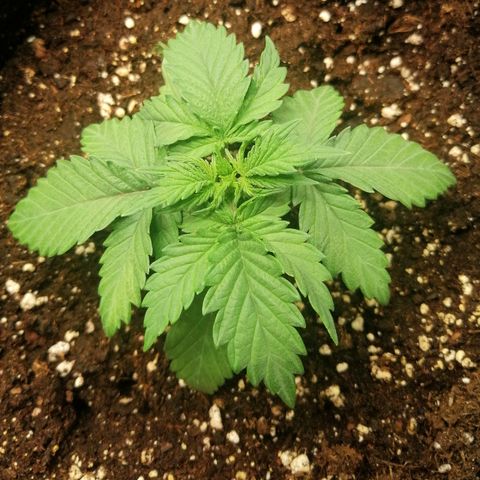 Sagata growlog timeline photo
