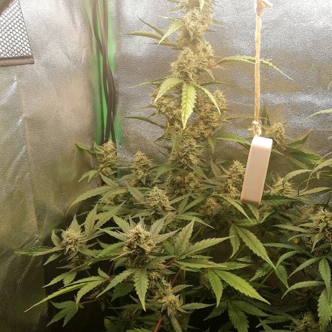 Anna growlog timeline photo