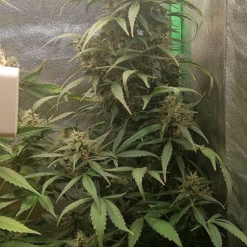 Ute growlog timeline photo