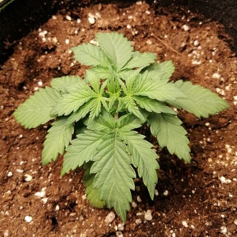Sagata growlog timeline photo