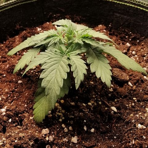 Sagata growlog timeline photo