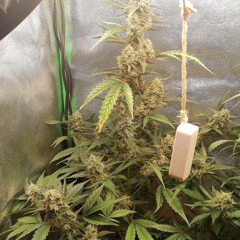Anna growlog timeline photo