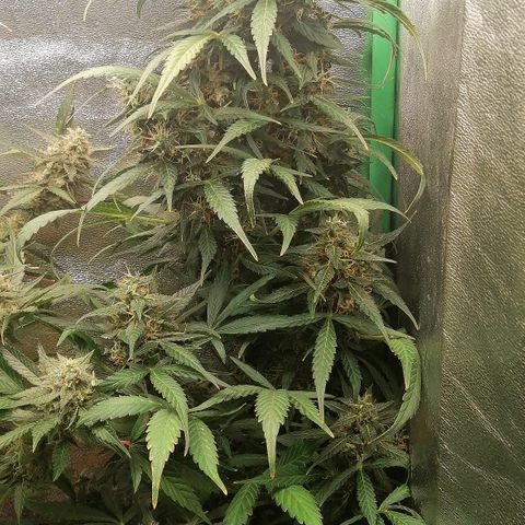 Ute growlog timeline photo