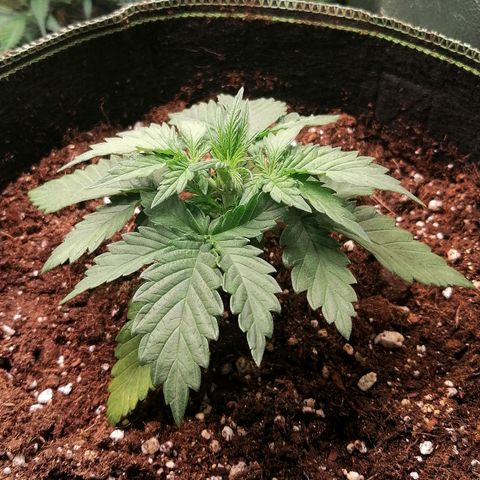 Sagata growlog timeline photo