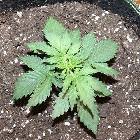 Sagata growlog timeline photo