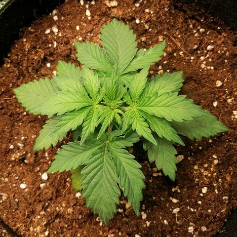 Sagata growlog timeline photo