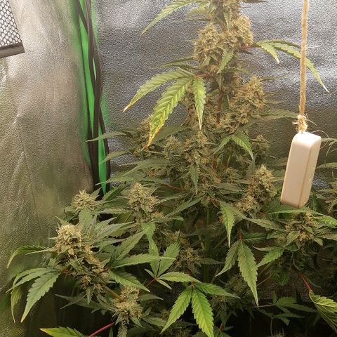 Anna growlog timeline photo