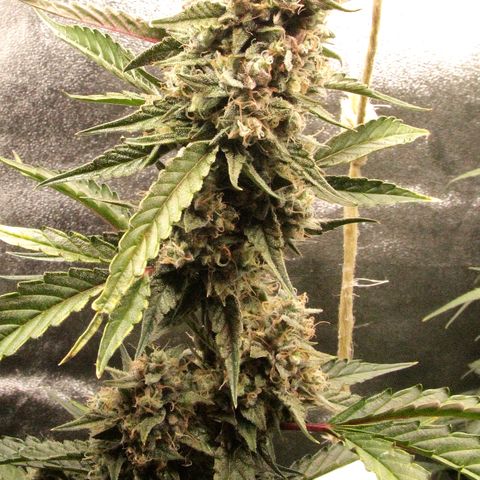 Anna growlog timeline photo