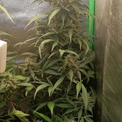 Ute growlog timeline photo