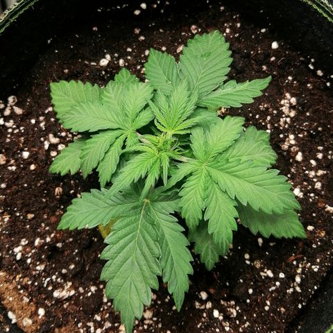 Sagata growlog timeline photo