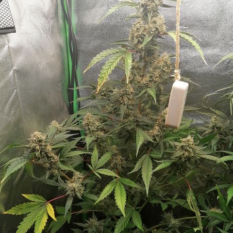 Anna growlog timeline photo