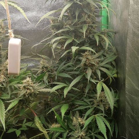 Ute growlog timeline photo