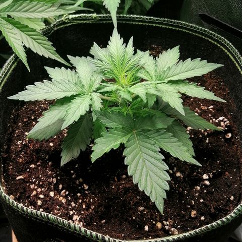 Sagata growlog timeline photo