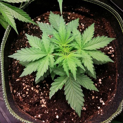 Sagata growlog timeline photo