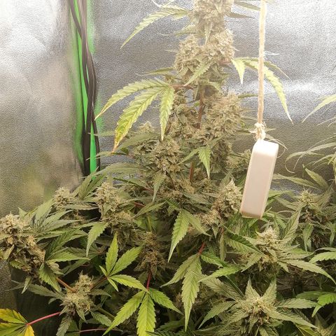 Anna growlog timeline photo