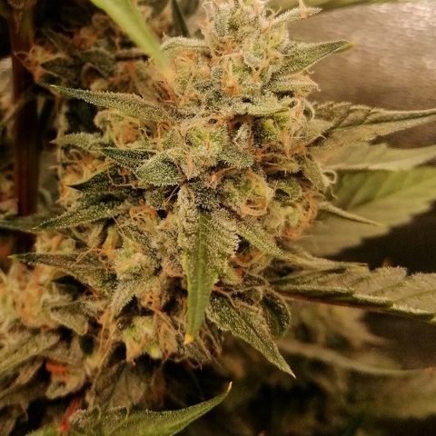 Anna growlog timeline photo