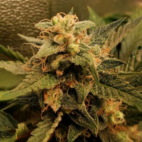 Anna growlog timeline photo